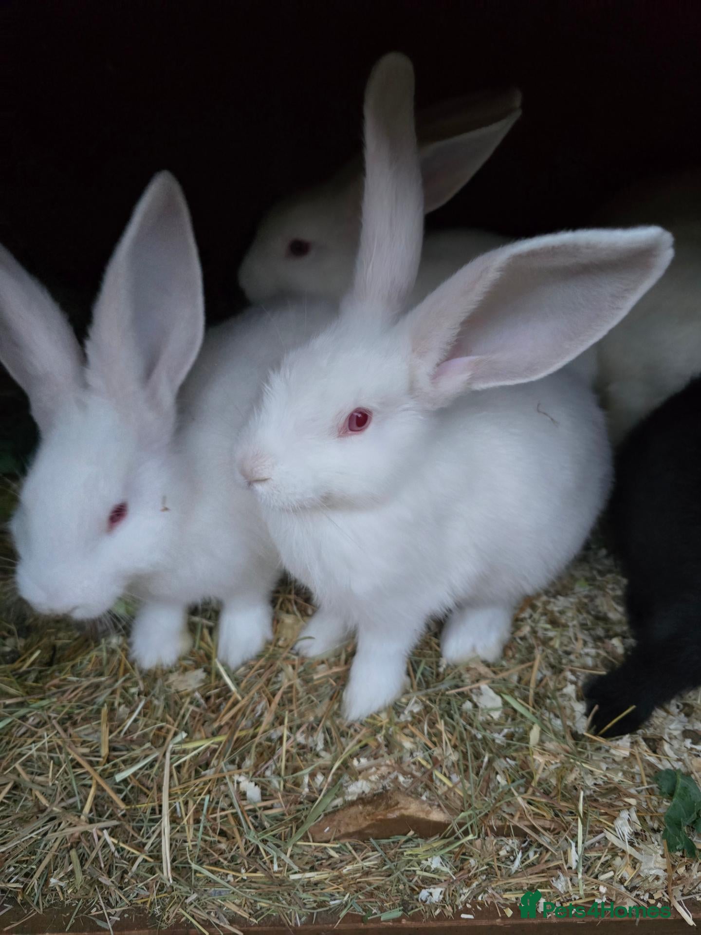Continental Giant rabbits Continental Giant Rabbit Kits Bookings Now Open 🐰 - Advert 2