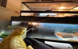Bearded Dragon reptiles for sale: X2 Bearded Dragons (SOLD) - Image 2