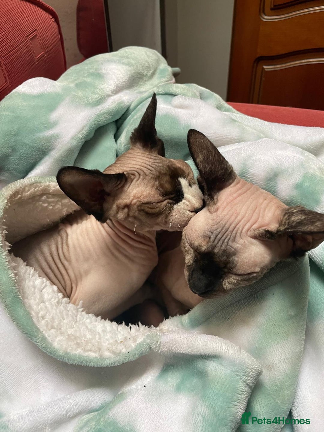 Sphynx cats for sale: 2 female sphynx cats - Image 2