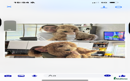 Goldendoodle dogs for stud: Goldendoodle Standard size (proven)  in Manchester - Image 40