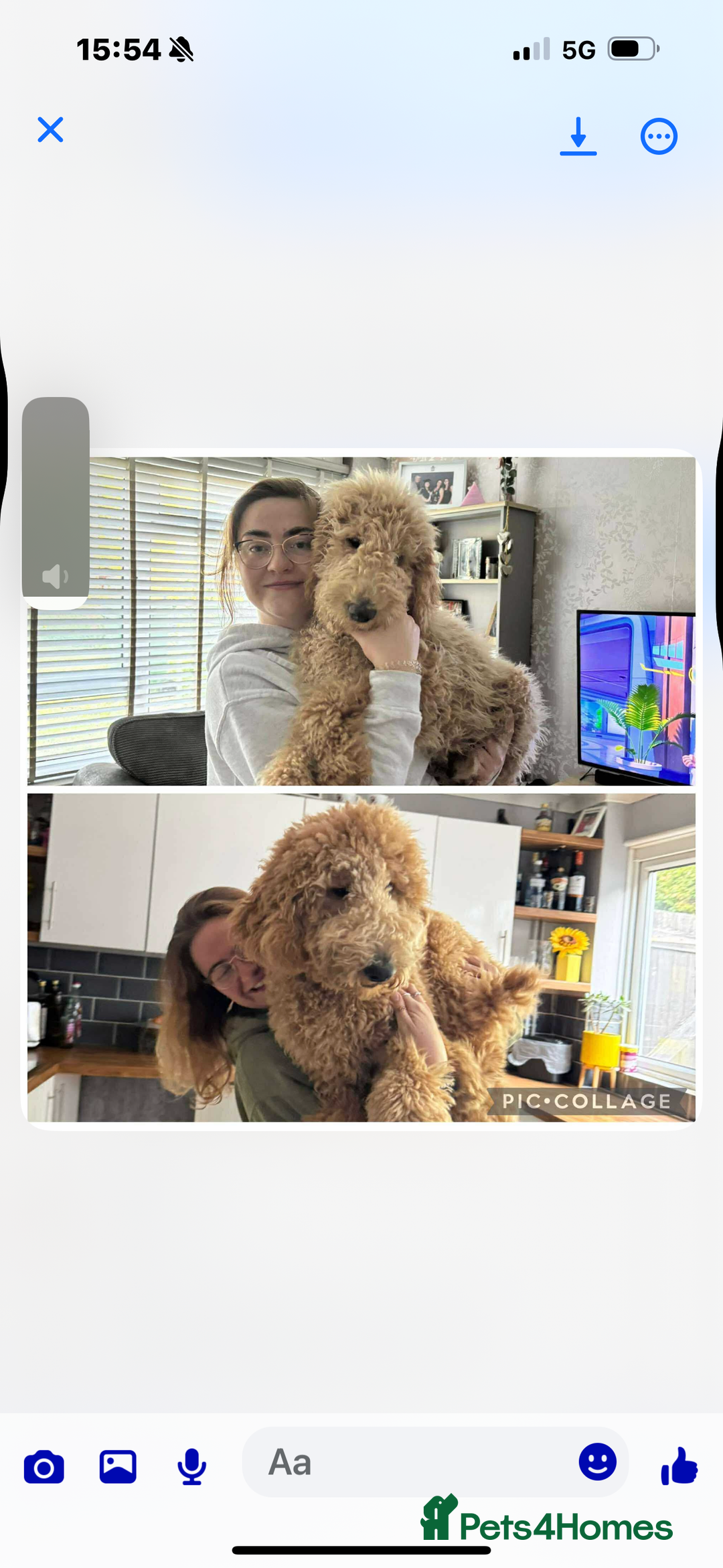 Goldendoodle dogs for stud: Goldendoodle Standard size (proven)  in Manchester - Image 40