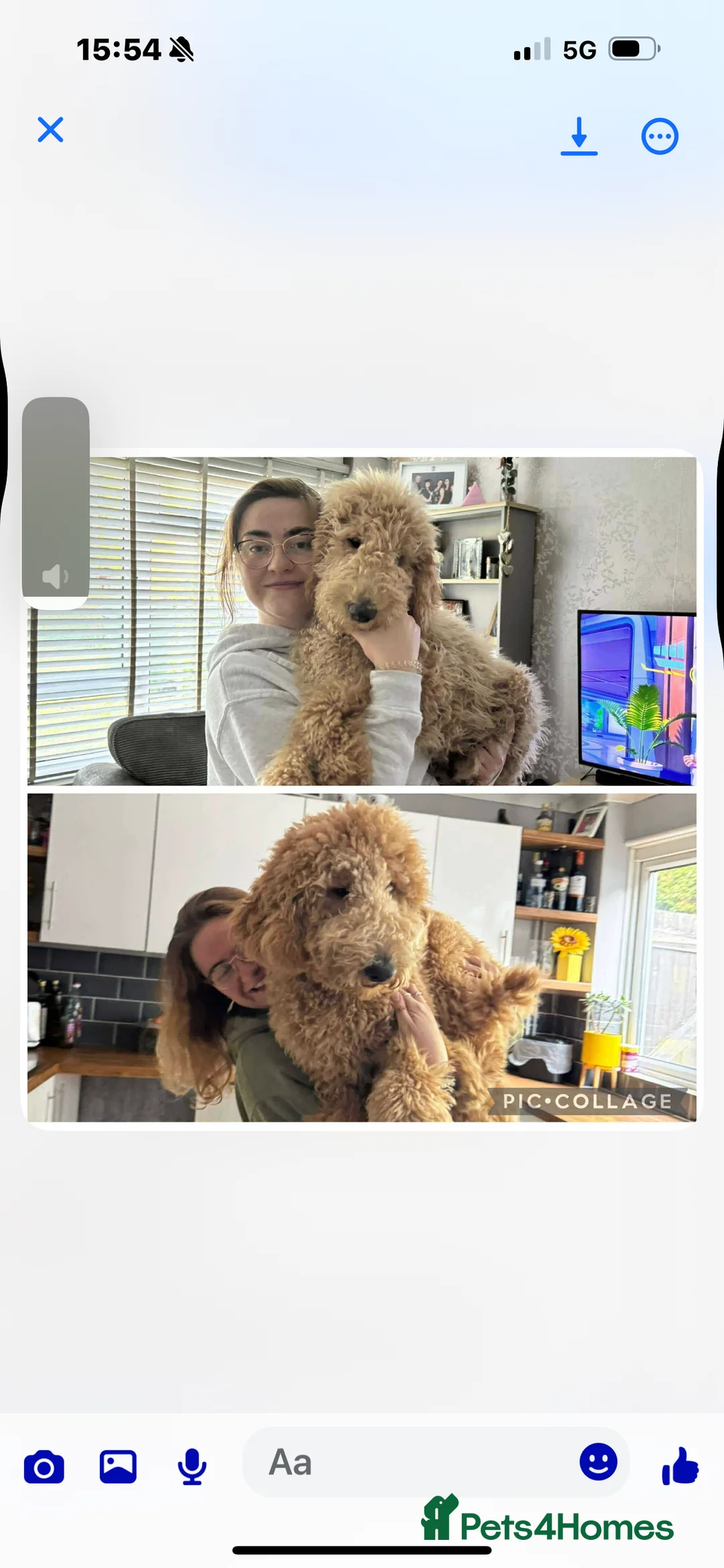 Goldendoodle dogs for stud: Goldendoodle Standard size (proven)  in Manchester - Advert 39