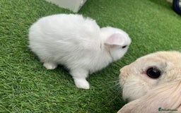 Lionhead rabbits for sale: Lionhead bunnies  - Image 12