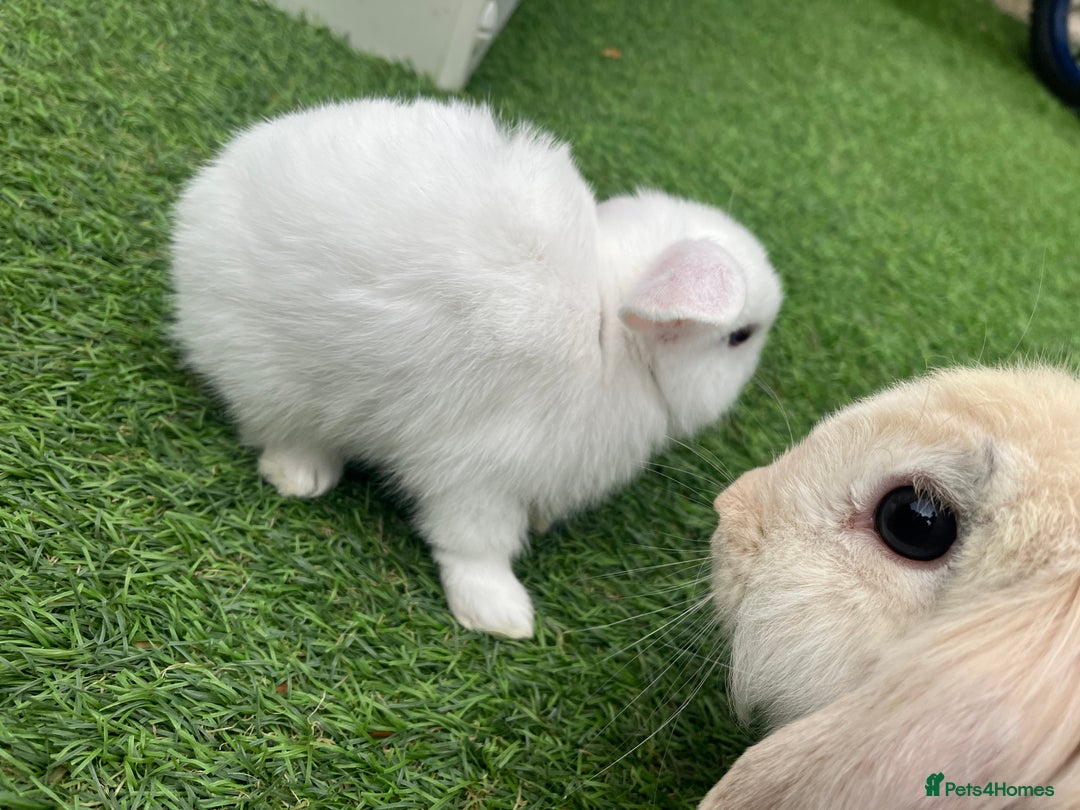 Lionhead rabbits for sale: Lionhead bunnies  - Image 12
