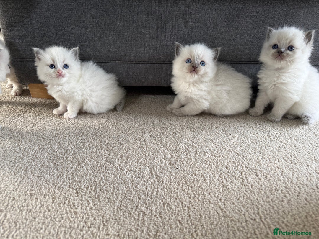Ragdoll cats for sale: 📍1 FEMALE LEFT!🍼GCCF REGISTERED🐾 - Advert 12