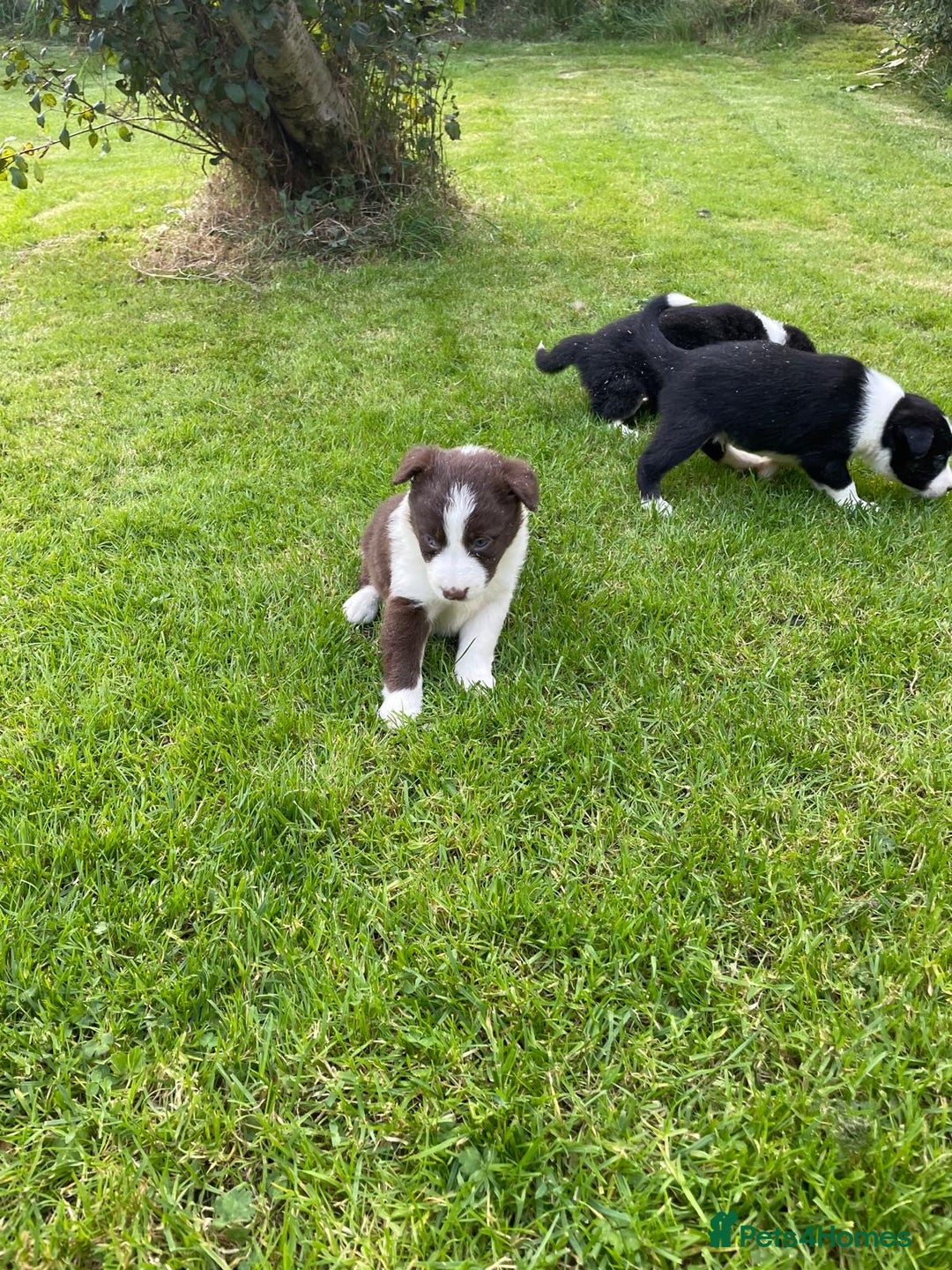 Border Collie dogs for sale: *BORDER COLLIE PUPPIES*⚫️⚪️🟤 - Image 17