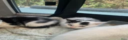 Mixed Breed cats for sale: Pure white and black and white kittens  - Advert 3
