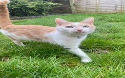 Mixed Breed cats for sale: Ginger cat - Moro - Image 4