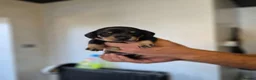 Miniature Dachshund dogs for sale: Beautiful miniature dachshunds for sale  - Advert 10