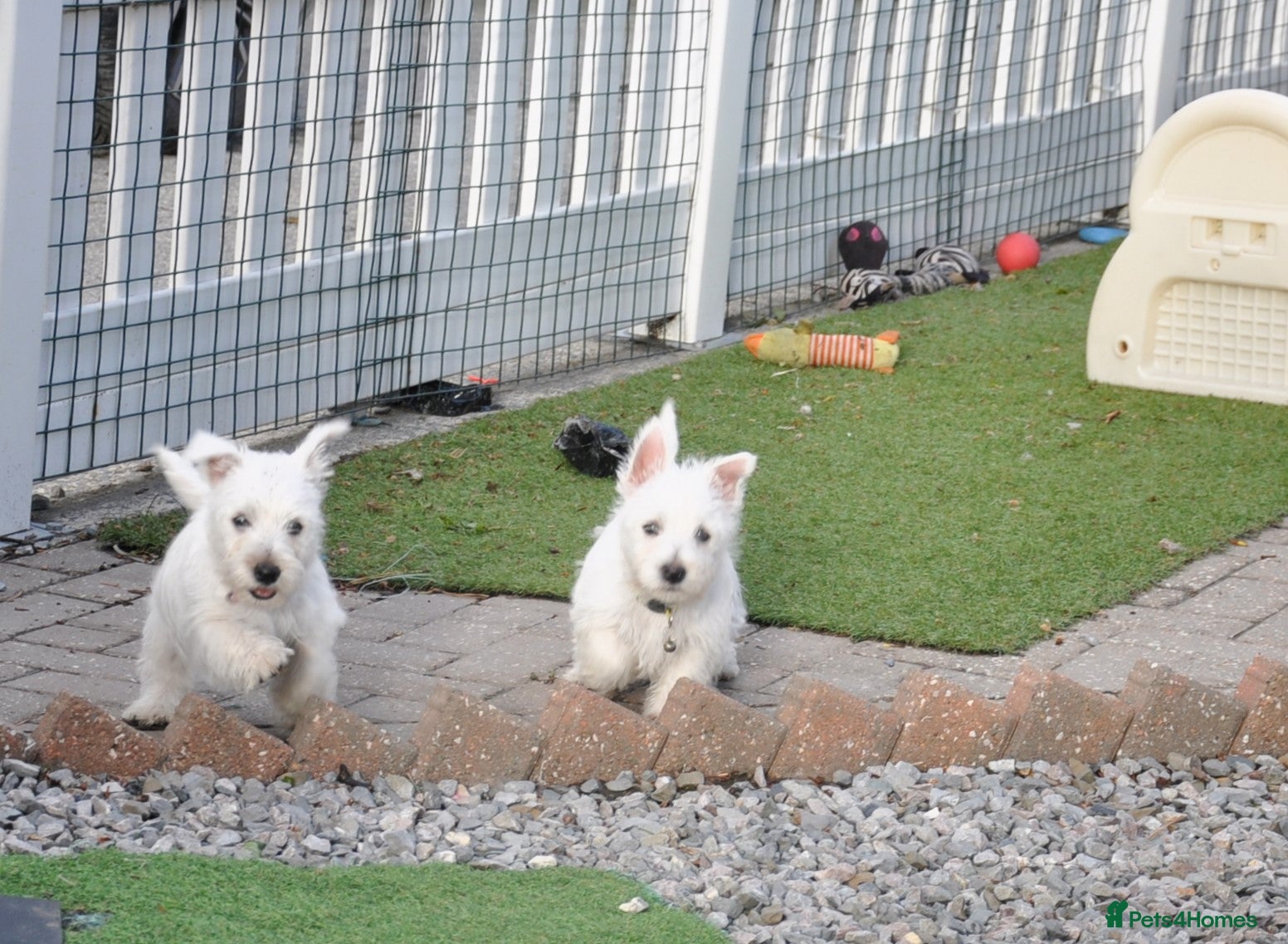 West Highland Terrier dogs for sale: West Highland terrier Puppy Girls - Advert 1