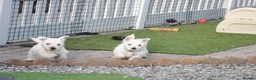 West Highland Terrier dogs for sale: West Highland terrier Puppy Girls - Advert 1
