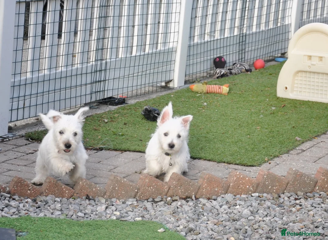West Highland Terrier dogs for sale: West Highland terrier Puppy Girls - Advert 1