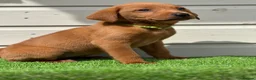 Labrador Retriever dogs for sale: Mahogany fox red Labrador  - Advert 9