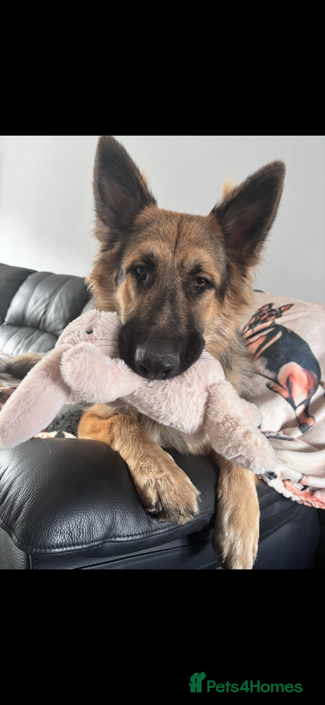 German Shepherd dogs for stud: Looking to stud our boy out - Advert 4