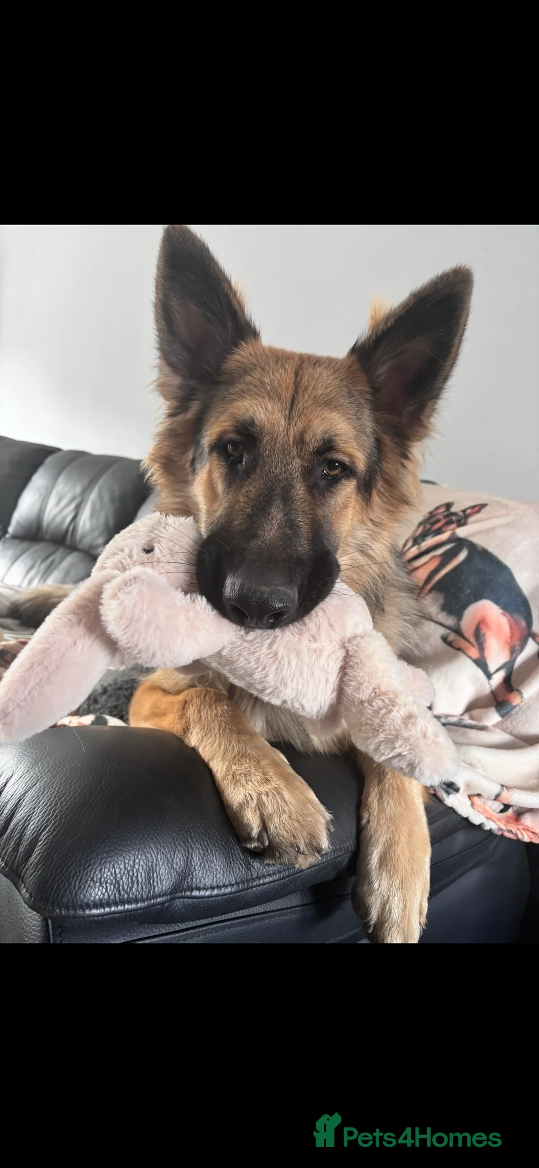 German Shepherd dogs for stud: Looking to stud our boy out - Advert 4