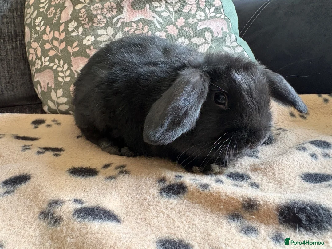 Mini Lop rabbits for sale: Mini lop, ready now  - Advert 1