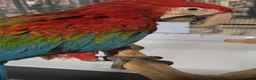 Macaws birds for sale: Greenwing Macaw 7months female - Advert 2