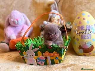 Pomeranian dogs Kc registered lilac tan poms x - Advert 5