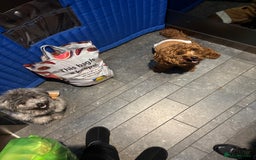 Mixed Breed dogs for sale: Puppies looking for a loving family  - Image 26