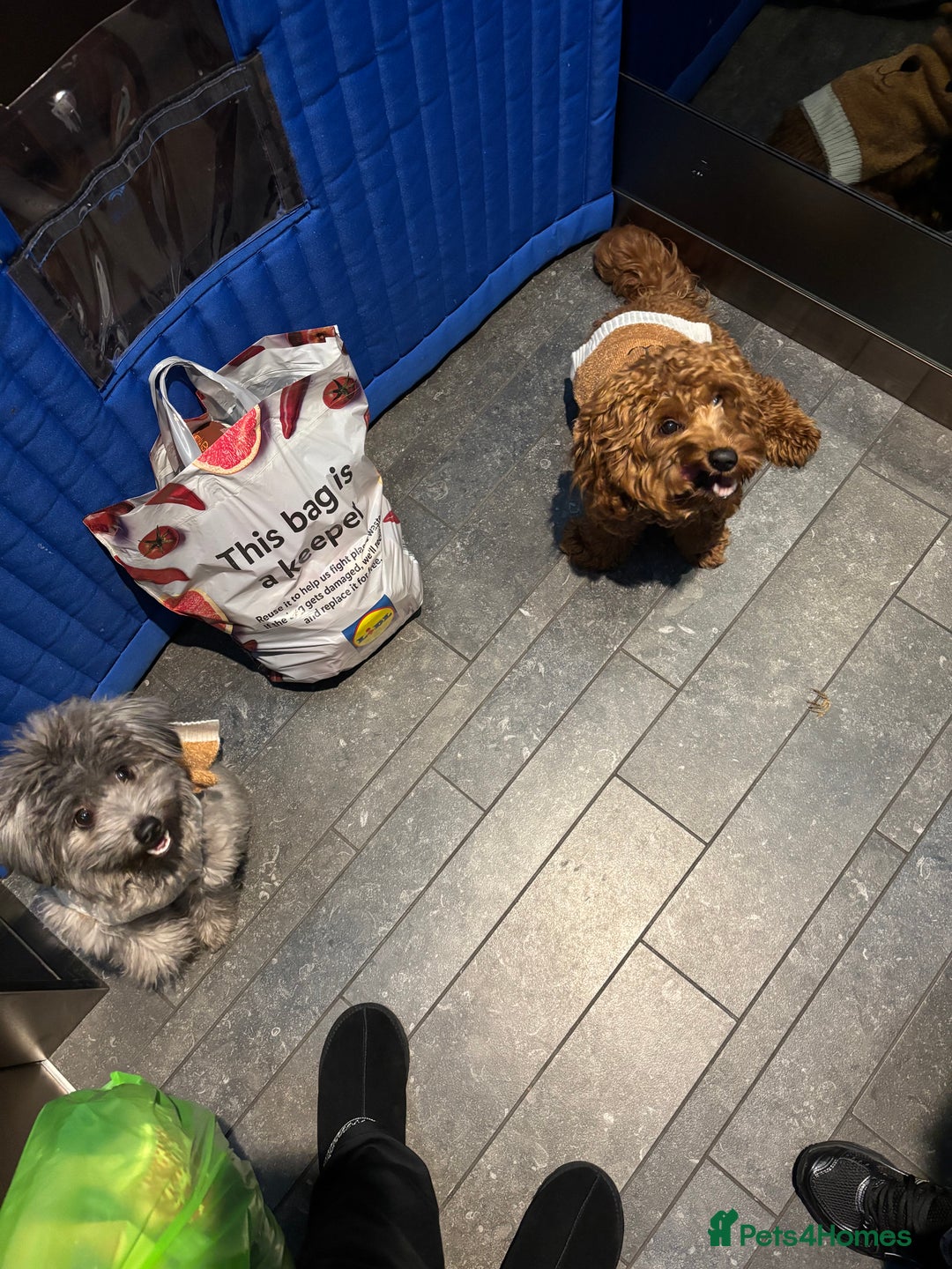 Mixed Breed dogs for sale: Puppies looking for a loving family  - Image 26