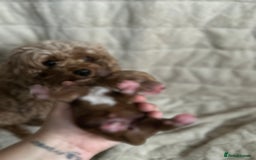 Cavapoo dogs for sale: 💫1 GIRL LEFT TOY CAVAPOO PUPPYS HEALTH TESTED 💫  - Advert 13