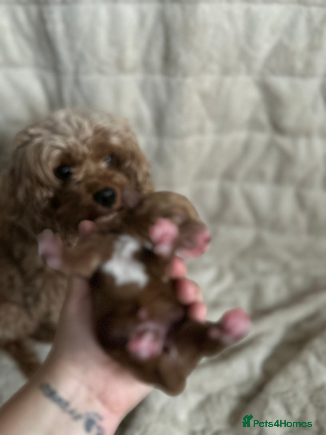 Cavapoo dogs for sale: 💫1 GIRL LEFT TOY CAVAPOO PUPPYS HEALTH TESTED 💫  - Advert 13