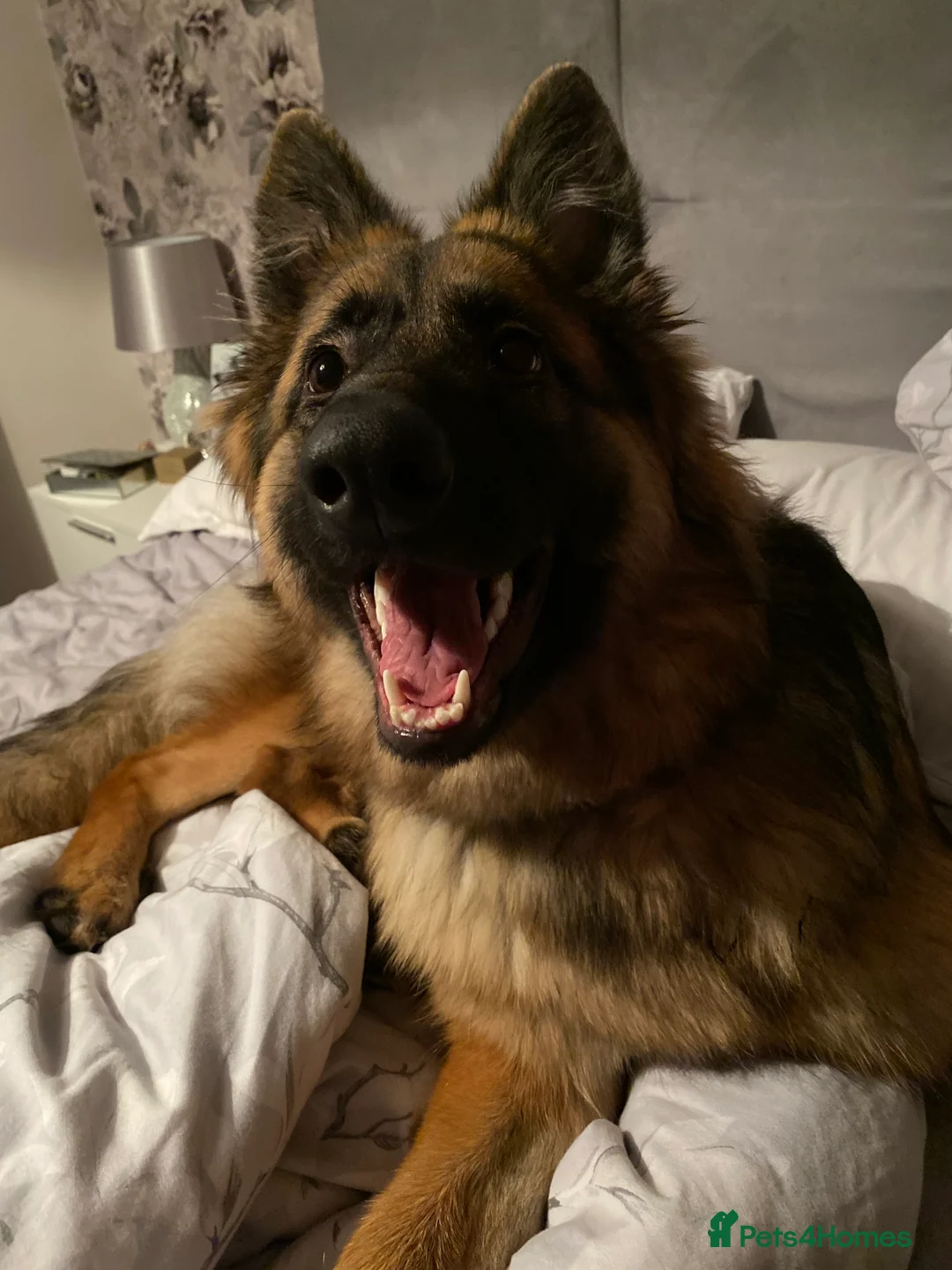 German Shepherd dogs for sale: Bella - German Shepherd looking for a forever home - Advert 19