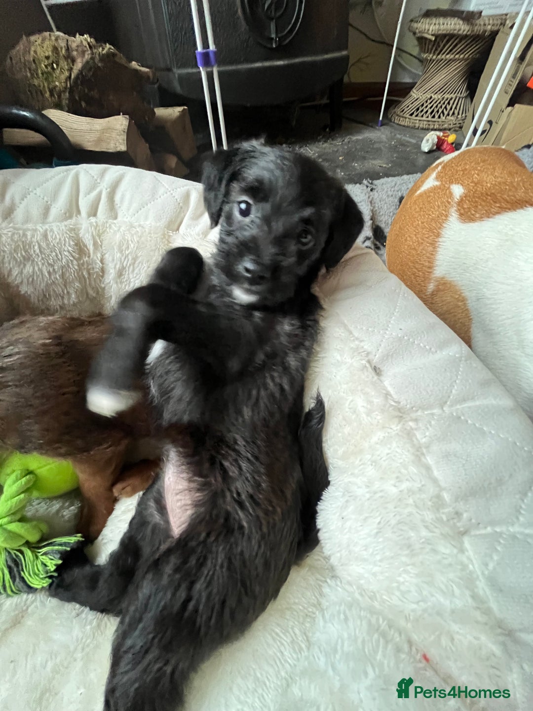Mixed Breed dogs for sale: Gorgeous Plummer Terrier X Toy Poodle - Image 12