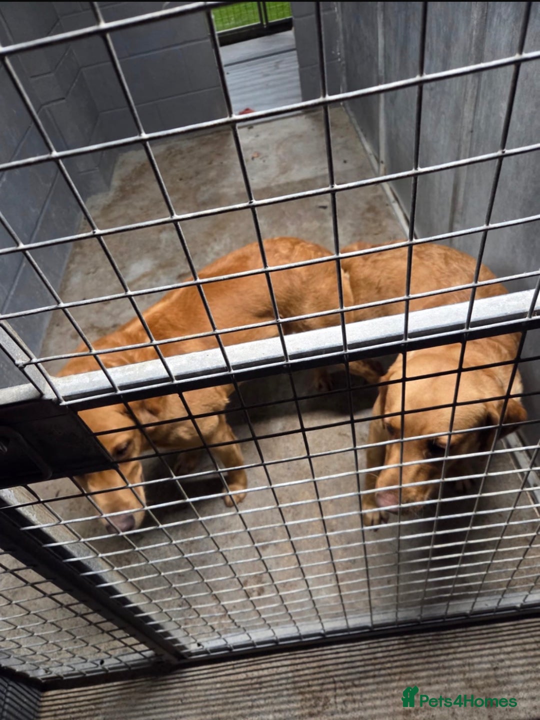 Labrador Retriever dogs for sale: Lab puppies - Advert 7