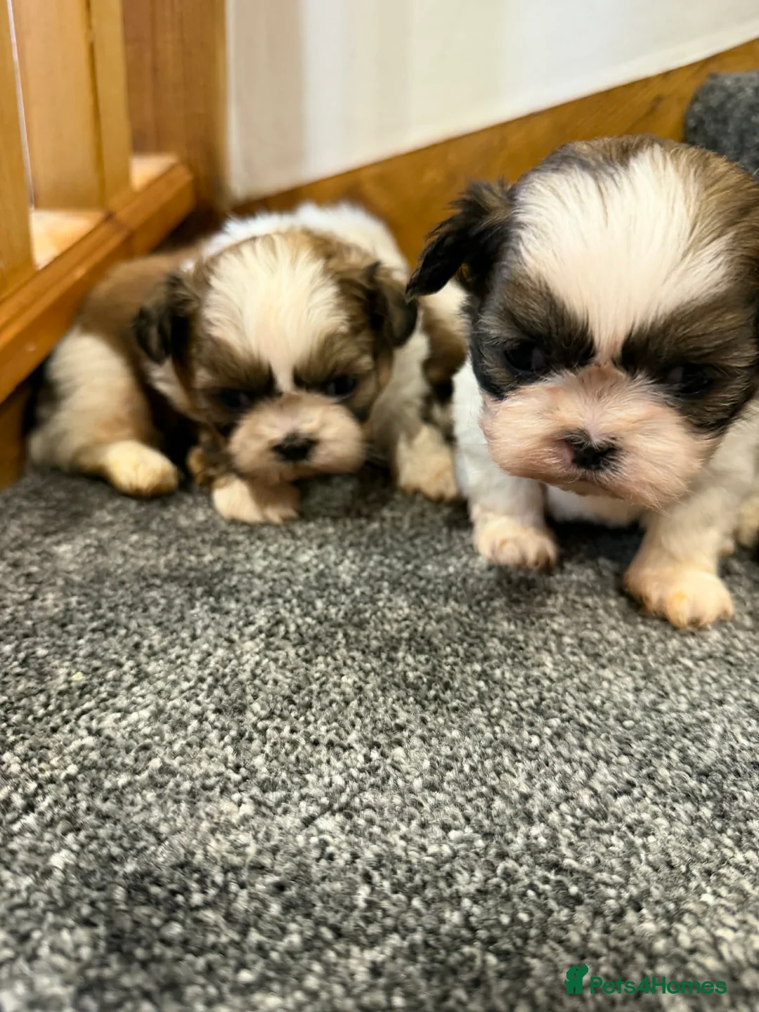 Shih Tzu dogs for sale: Early Spring Shihtzu Puppies  - Advert 4