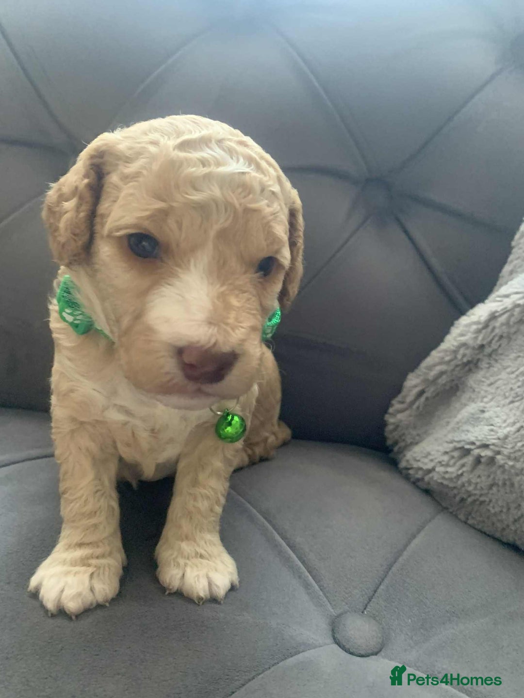 Cockapoo dogs for sale: Cockapoo Lovley Puppies  - Image 16