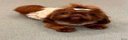 Shih Tzu dogs for sale: Chocolate imperial shihtzu puppies - Advert 8