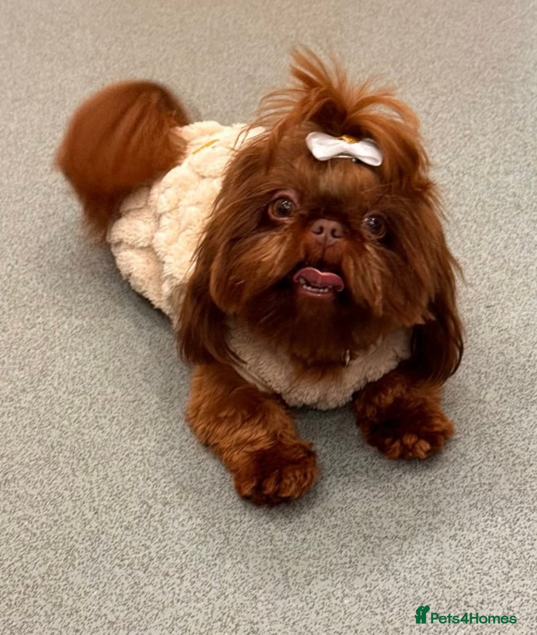 Shih Tzu dogs for sale: Chocolate imperial shihtzu puppies - Advert 8