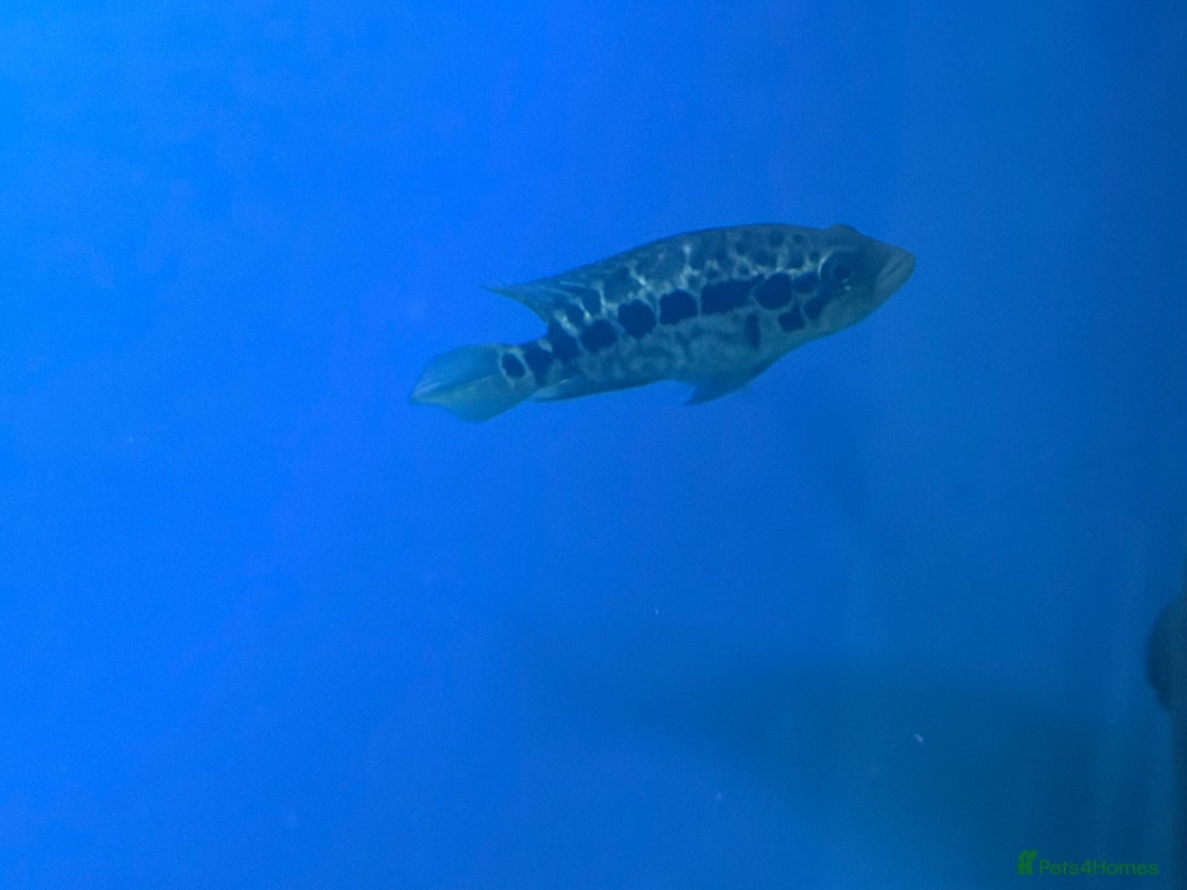 Other/Mixed Breed fish for sale: Stingray/ Turtles/ Fish - Advert 11