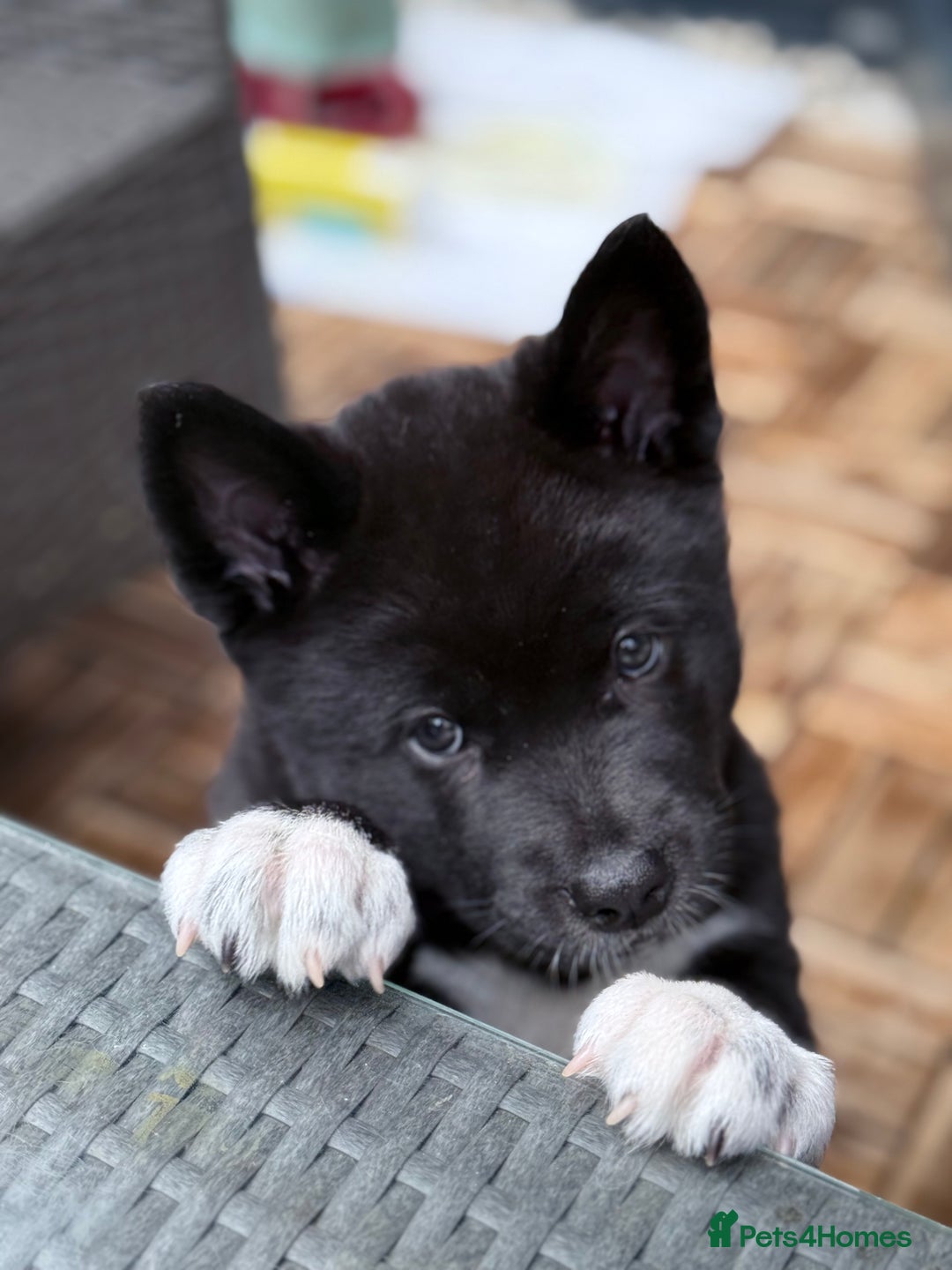 Akita dogs for sale: American Akita puppies - Advert 18