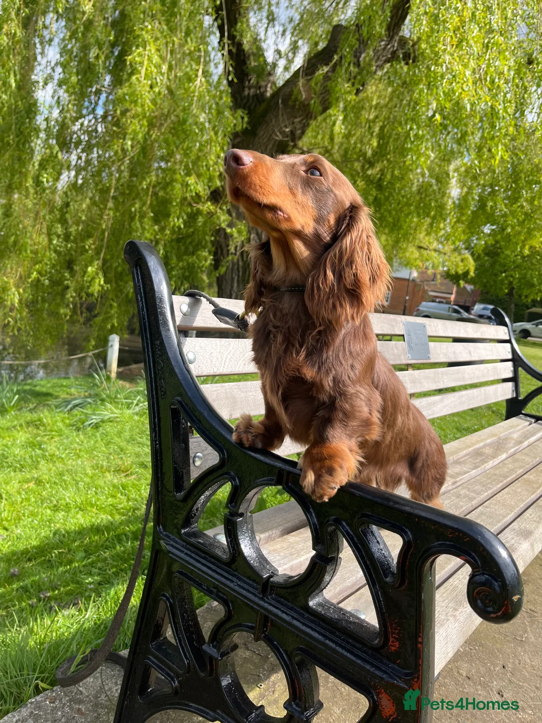 Miniature Dachshund dogs for stud: Kc Chocolate & tan mini dachshund stud in Chelmsford - Advert 4