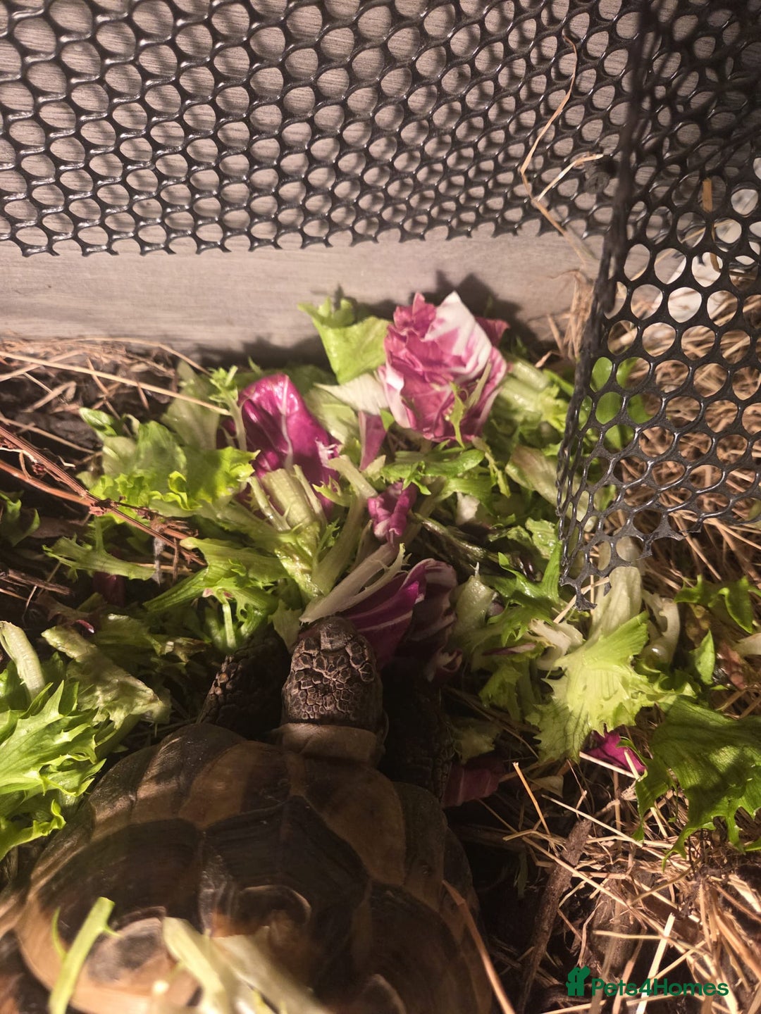 Tortoise reptiles for sale: Horsefield tortoise - Advert 2