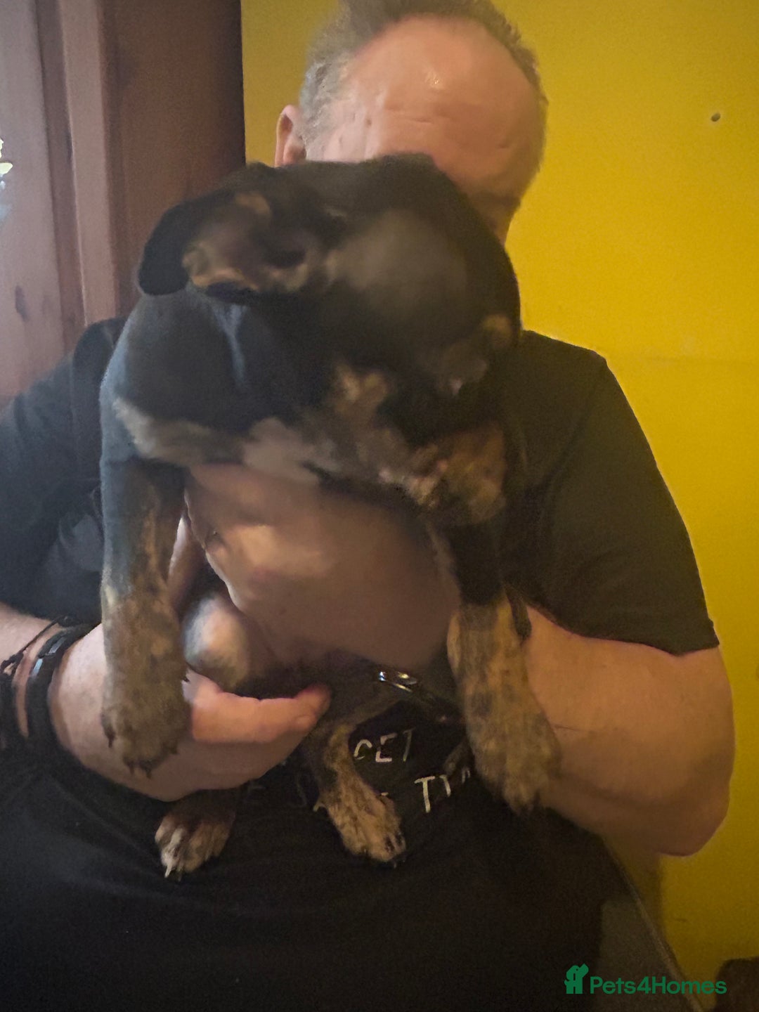 Mixed Breed dogs for sale: Last two beautiful Puppies for Rehoming  - Advert 13