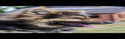 German Shepherd dogs for sale: KENBLOOM PRIMROSE RIPLEY KC health tested  - Advert 12