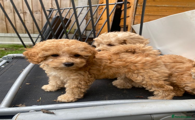 Toy Poodle dogs - Advert 14