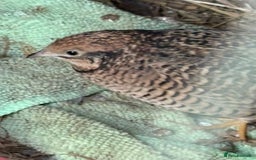Quail poultry for sale: Chinese painted quail hen female  - Image 1