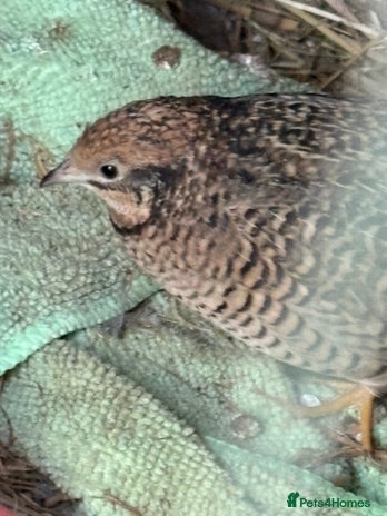 Quail poultry - Advert 1