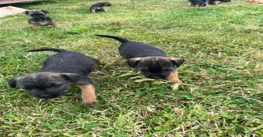 Border Terrier dogs - Advert 1