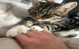 Mixed Breed cats for sale: 2 beautiful kittens ready to go! - Image 10