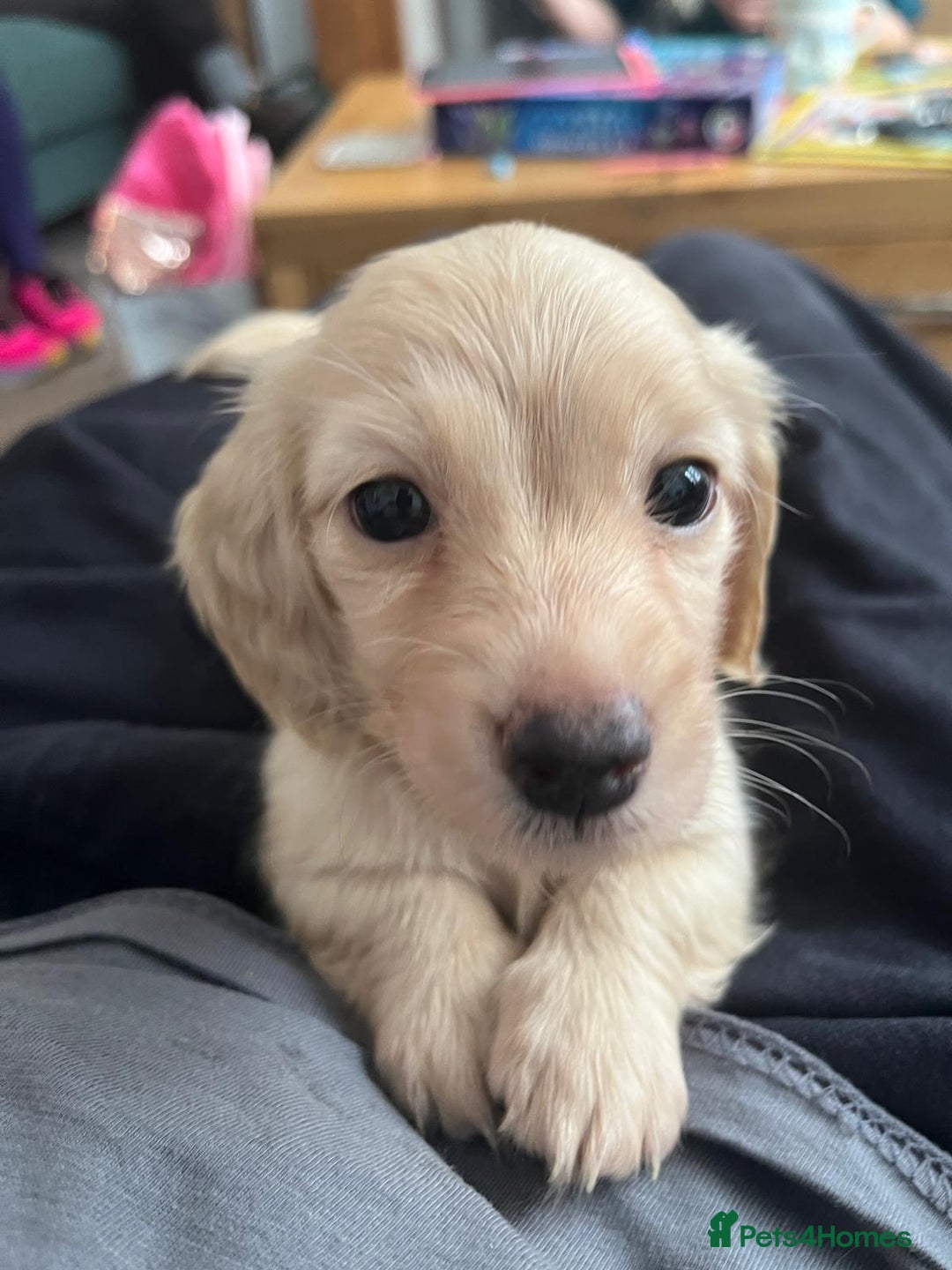 Miniature Dachshund dogs for sale: Beautiful kc long haired mini sausages - Image 2