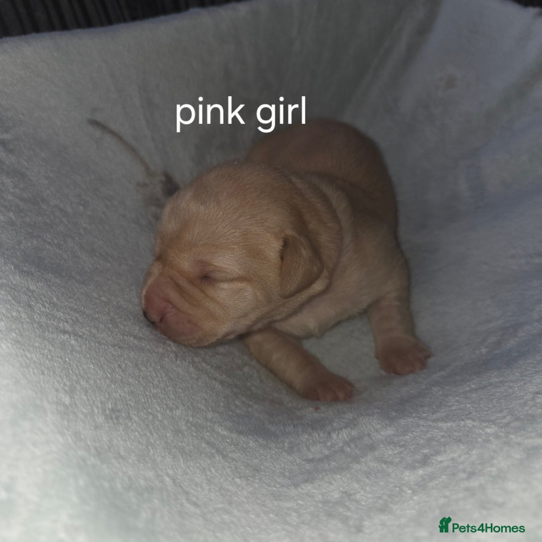 Labrador Retriever dogs for sale: Labrador puppies - Advert 4