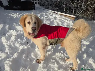 Mixed Breed dogs Highland Shepherd Puppies!!! - Advert 2
