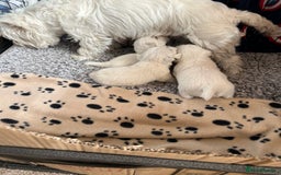 West Highland Terrier dogs for sale: West Highland Puppies - Image 2