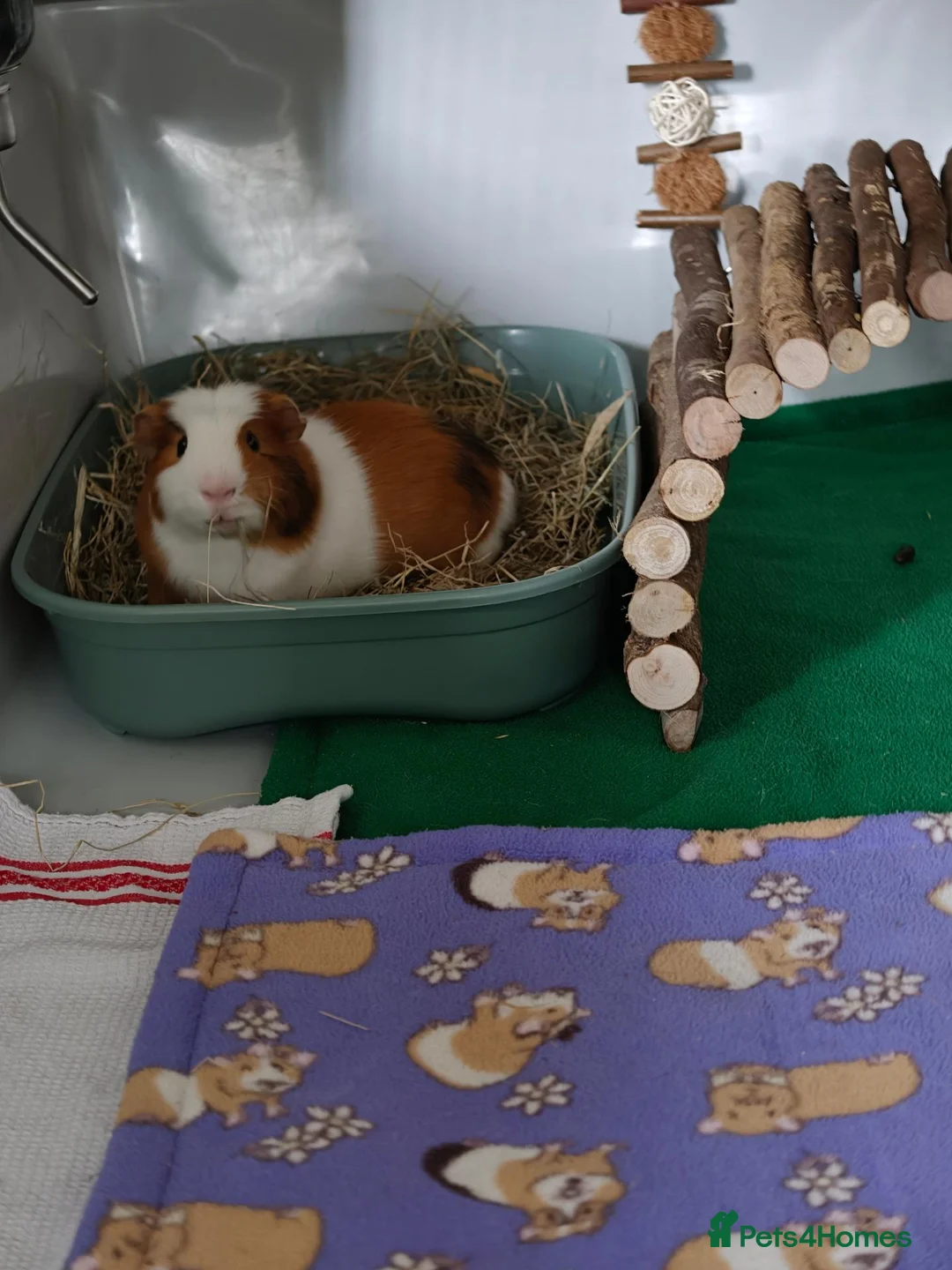 Guinea Pig rodents for sale: Male guinea pig  - Advert 2