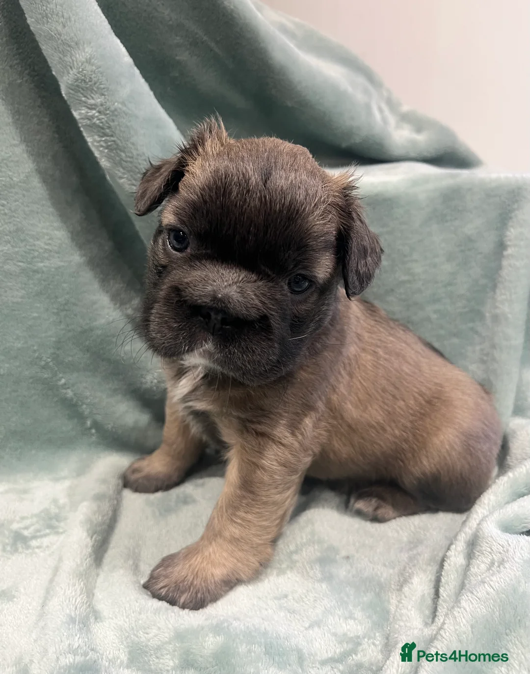 French Bulldog dogs for sale: ✨5 Beautiful Fluffy French Bulldog Puppies ✨ - Advert 6